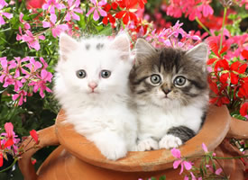 一组猫咪在花丛中的图片