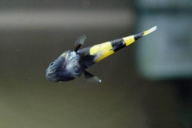 点击大图看下一张：小蜜蜂热带观赏鱼图片