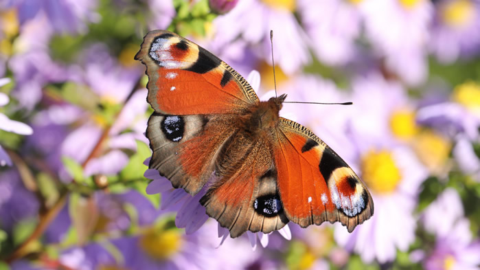点击大图看下一张：一组美丽的蝴蝶图片欣赏