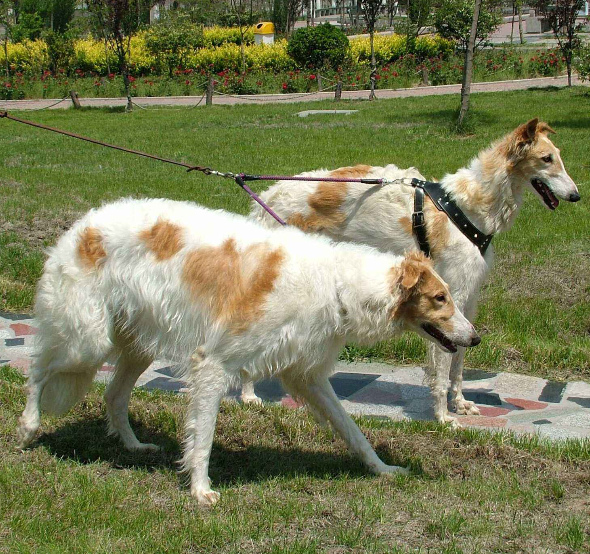 点击大图看下一张：一组苏俄猎狼犬图片欣赏