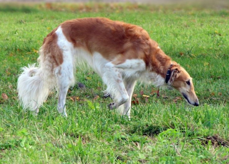点击大图看下一张：一组苏俄猎狼犬图片欣赏