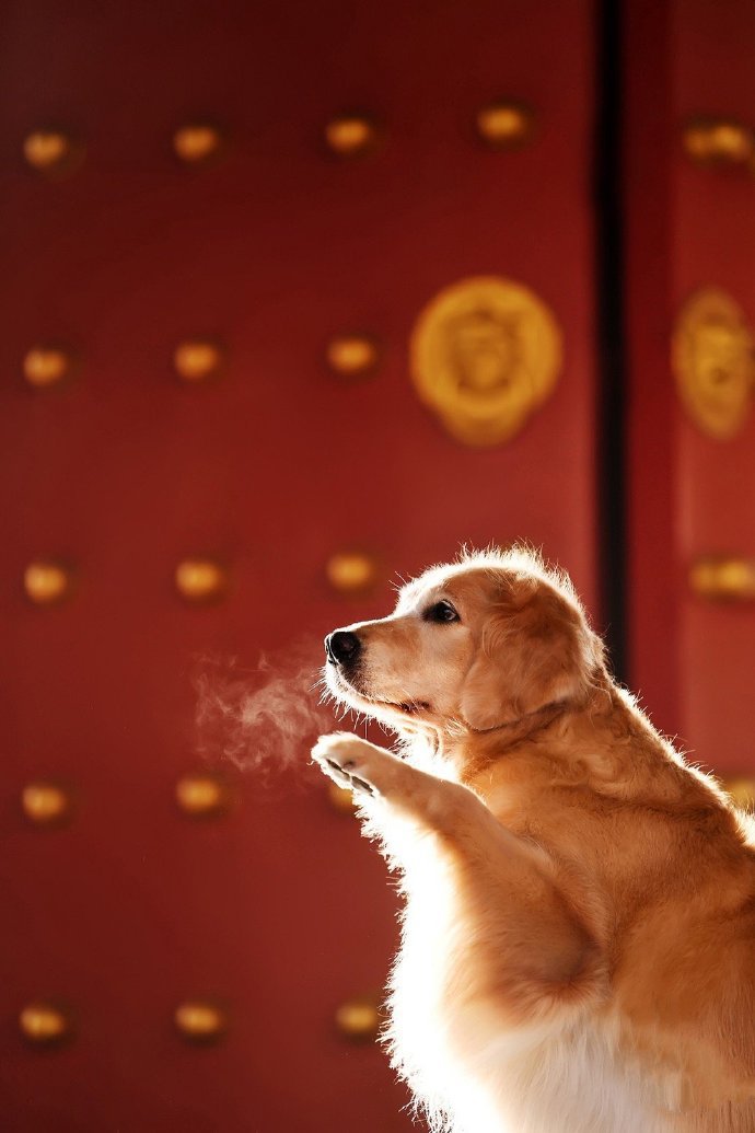 点击大图看下一张：扮成小皇帝的金毛小狗狗图片