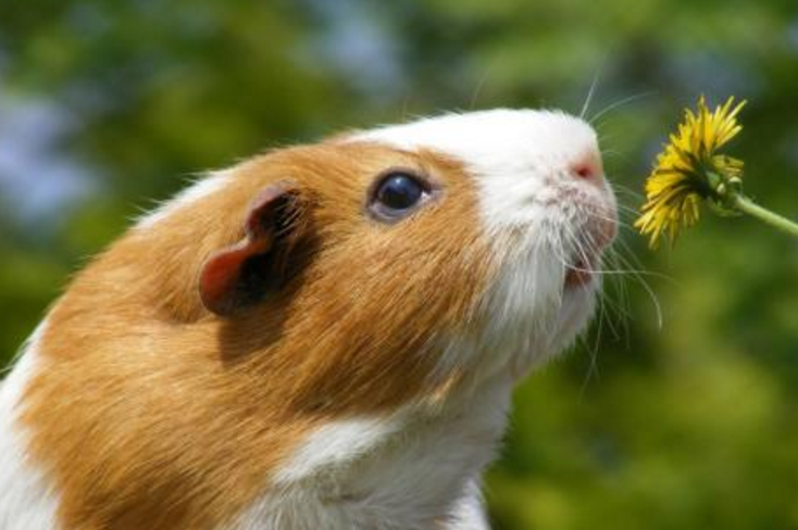 点击大图看下一张：一组可爱的花色天竺鼠图片
