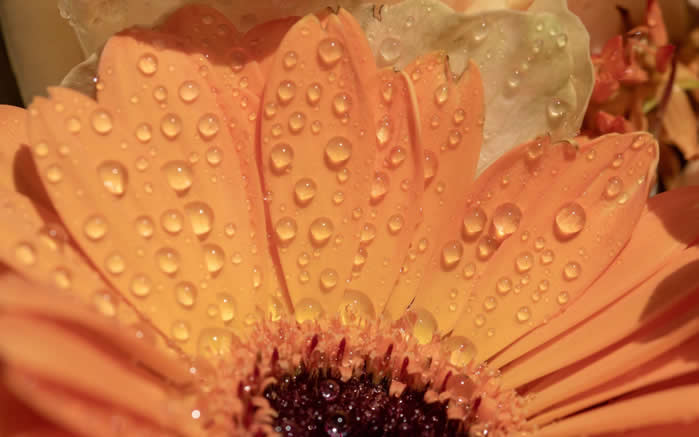 点击大图看下一张：雨后花卉微距高清桌面壁纸