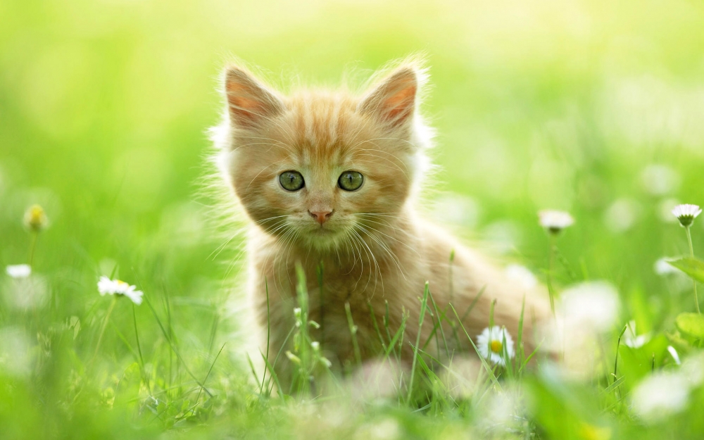 点击大图看下一张：一组温和可爱的小猫图片