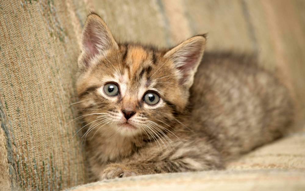 点击大图看下一张：一组温和可爱的小猫图片