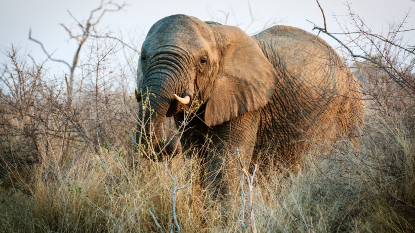 点击大图看下一张：大象看护小象温暖母爱动物图片