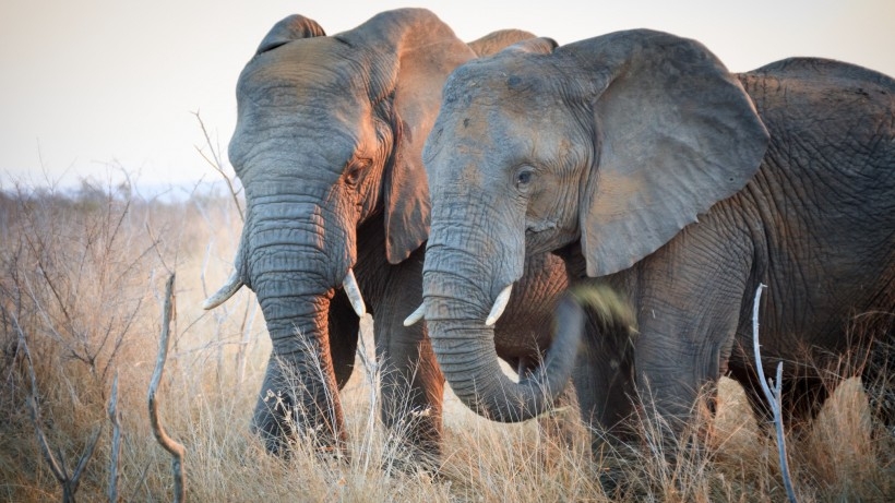 点击大图看下一张：大象看护小象温暖母爱动物图片