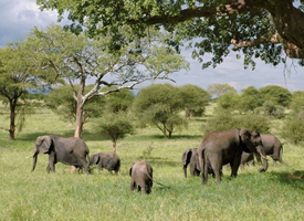 大象看护小象温暖母爱动物图片