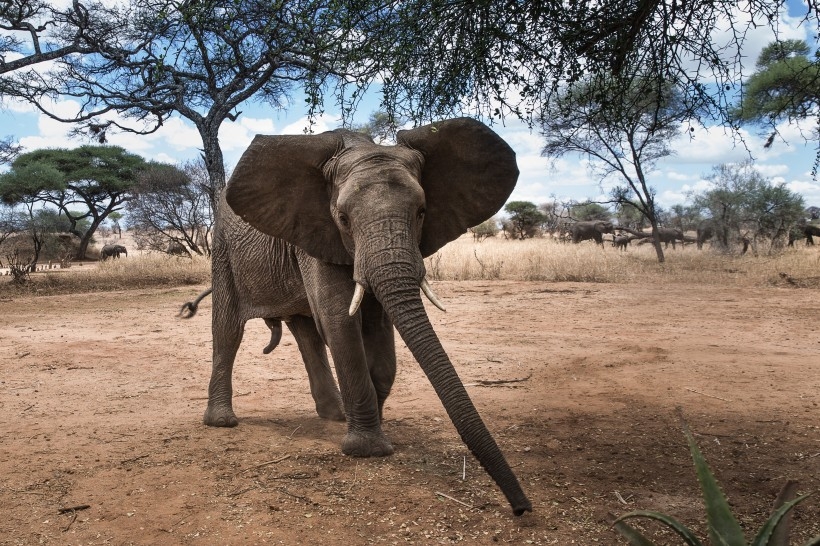 点击大图看下一张：野生的大象图片欣赏