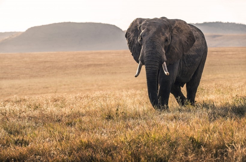 点击大图看下一张：野生的大象图片欣赏