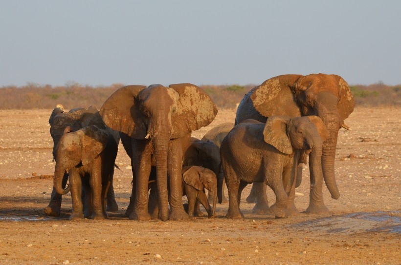 点击大图看下一张：一组憨厚老实的大象图片