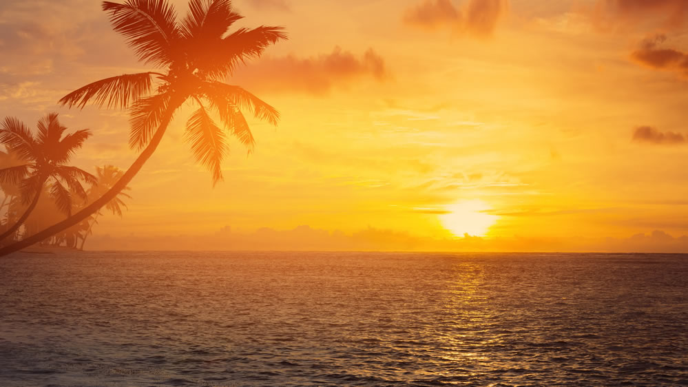 点击大图看下一张：海滩椰树风景壁纸图片