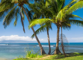 海滩椰树风景壁纸图片