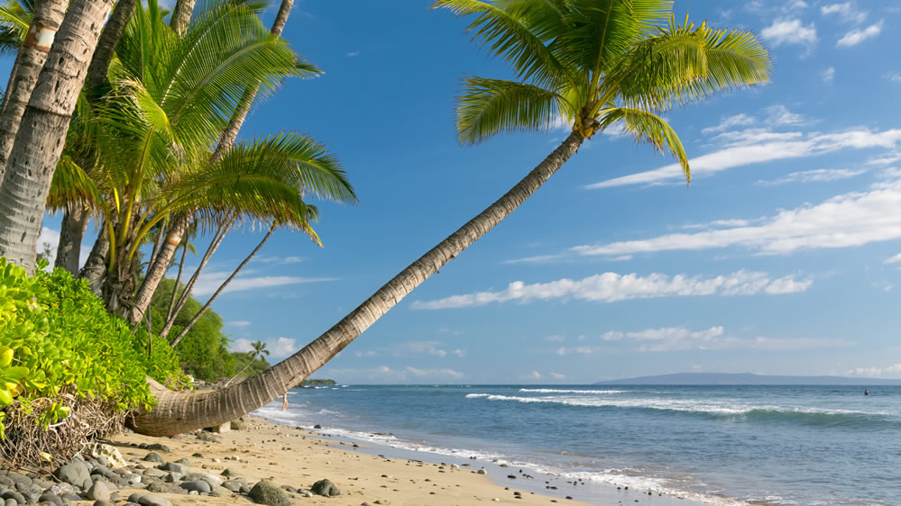 点击大图看下一张：海滩椰树风景壁纸图片