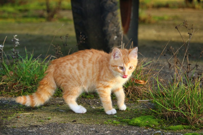 点击大图看下一张：顽皮可爱的虎斑猫图片