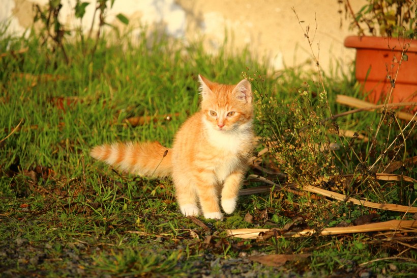 点击大图看下一张：顽皮可爱的虎斑猫图片