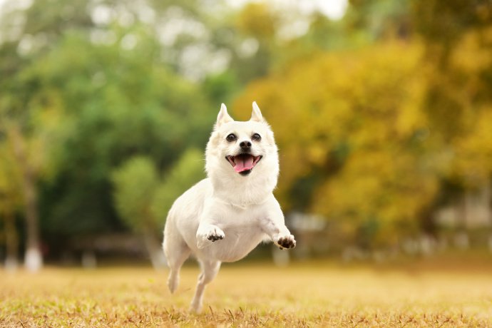 点击大图看下一张：可爱的柯基和白色狗狗拍摄图片