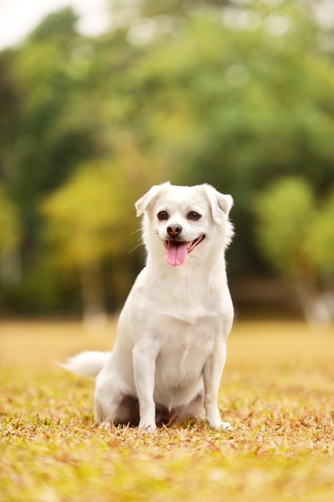 点击大图看下一张：可爱的柯基和白色狗狗拍摄图片