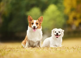 可爱的柯基和白色狗狗拍摄图片