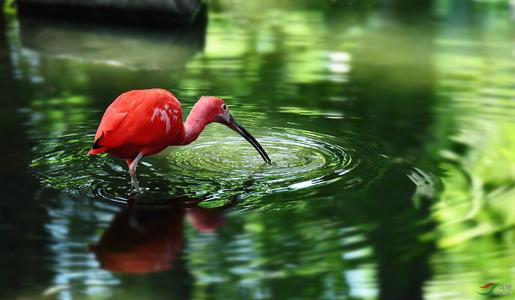点击大图看下一张：美丽的红鹮鸟图片