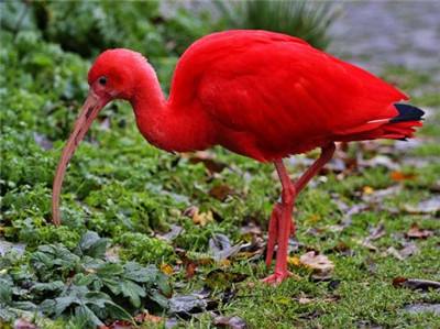 点击大图看下一张：世界上颜色最红的鸟——红鹮