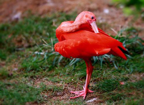 点击大图看下一张：世界上颜色最红的鸟——红鹮