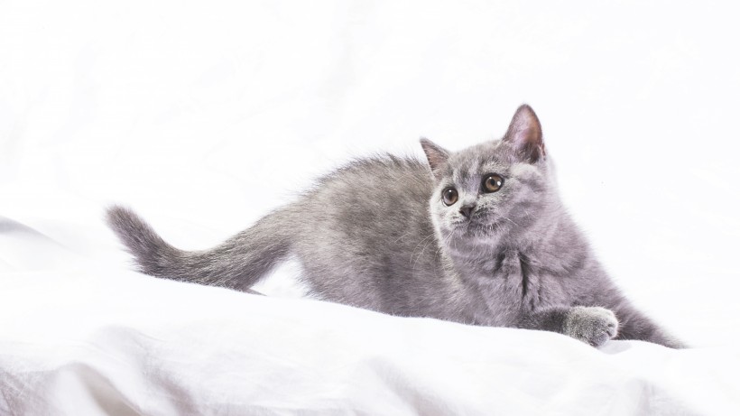 点击大图看下一张：姿态万千的灰色猫咪图片