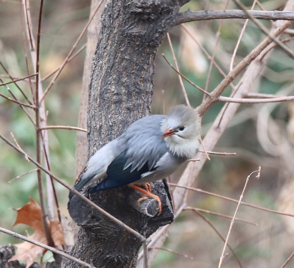 点击大图看下一张：枝头上的灰丝光椋鸟图片