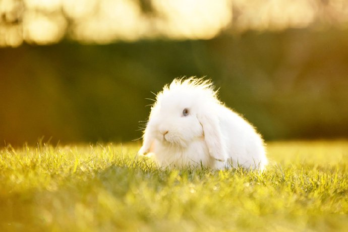 点击大图看下一张：一组胆小可爱的小白兔图片
