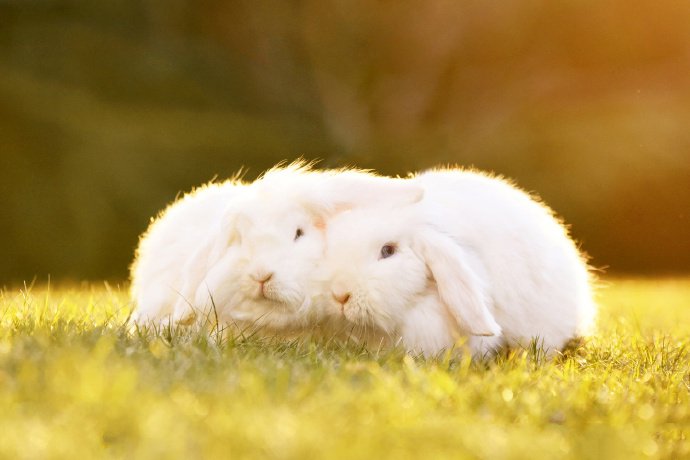 点击大图看下一张：一组胆小可爱的小白兔图片