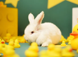 一组胆小可爱的小白兔图片