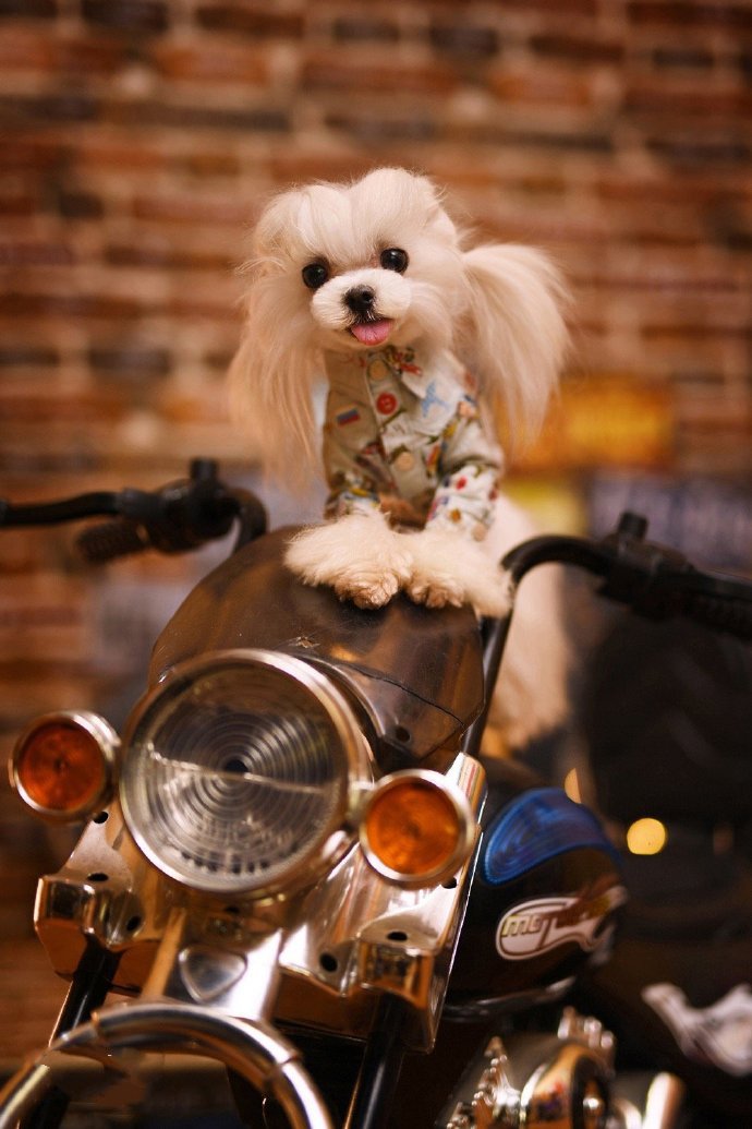点击大图看下一张：一组超可爱帅萌的泰迪狗狗