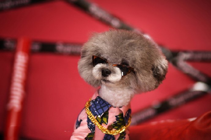 点击大图看下一张：一组超可爱帅萌的泰迪狗狗