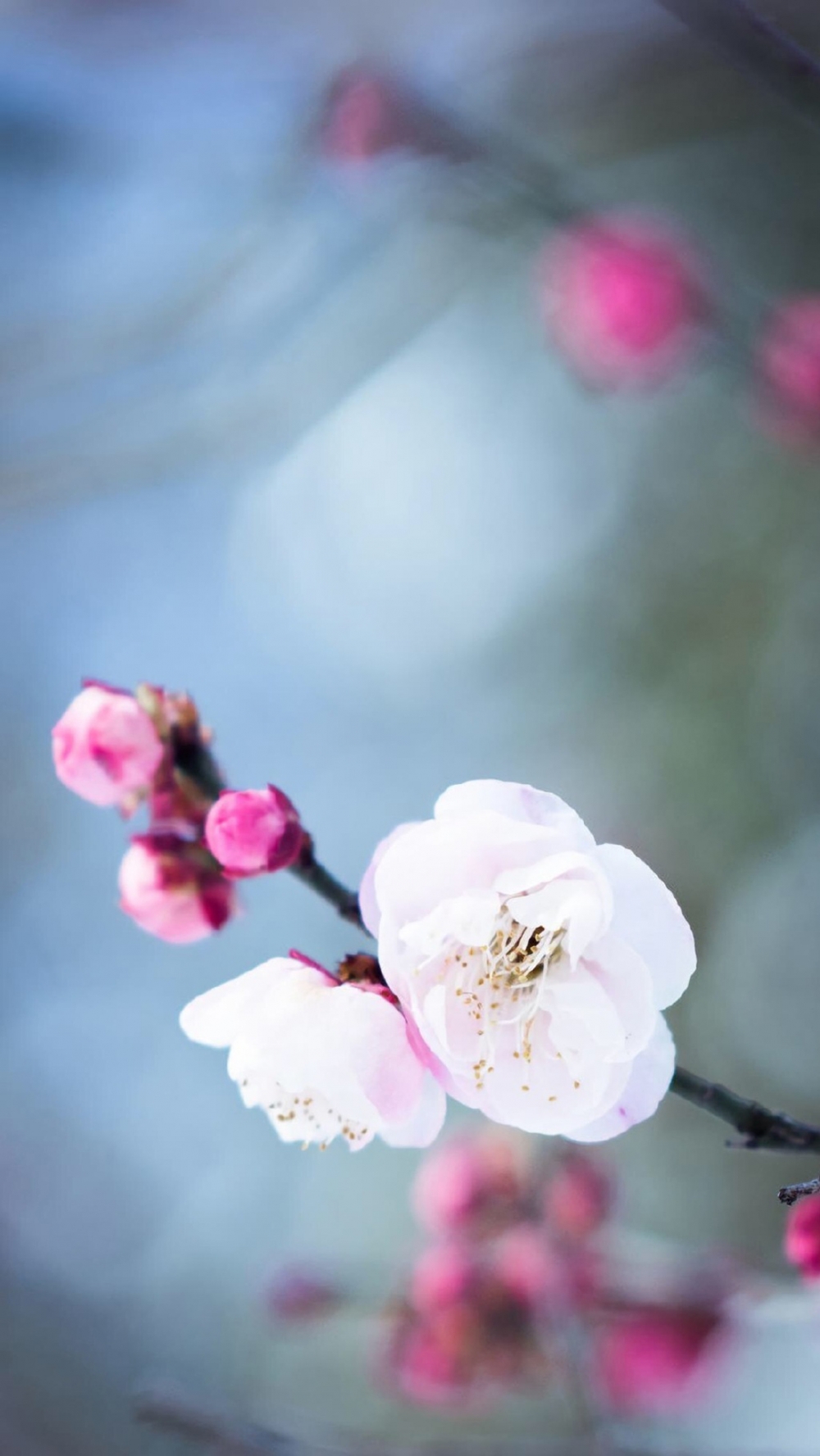 点击大图看下一张：小清新唯美花卉图片手机壁纸