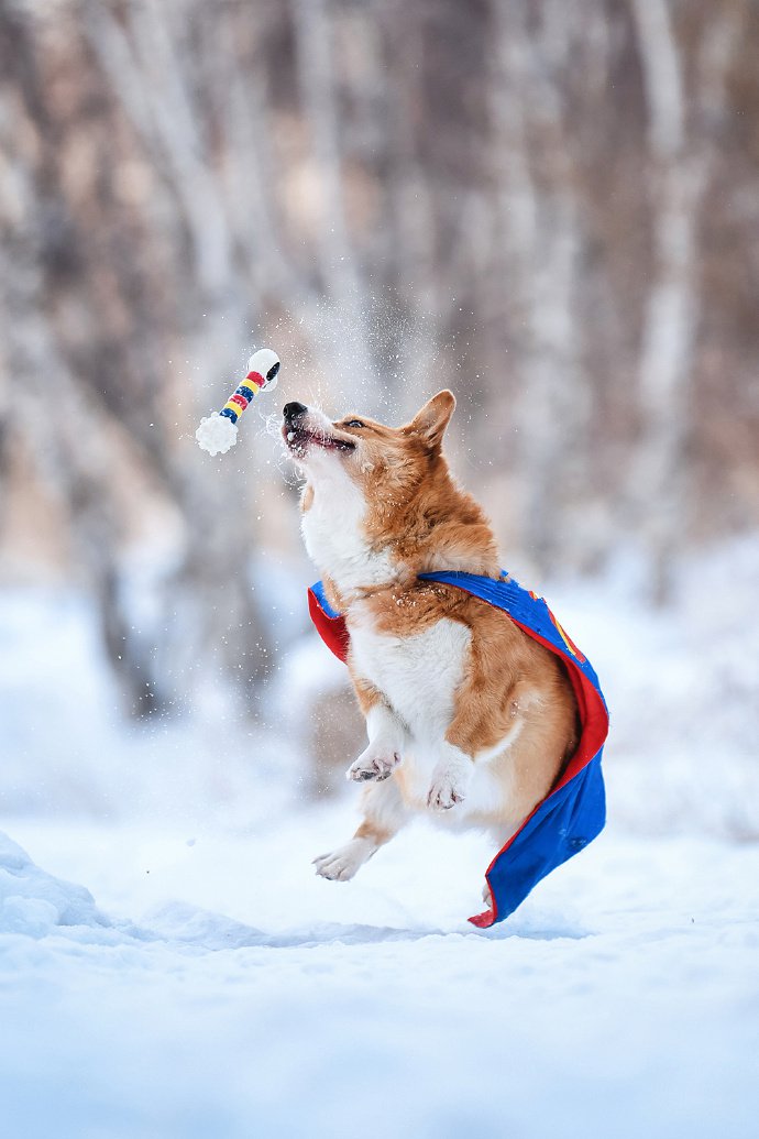点击大图看下一张：雪地里玩的开心的狗狗图片