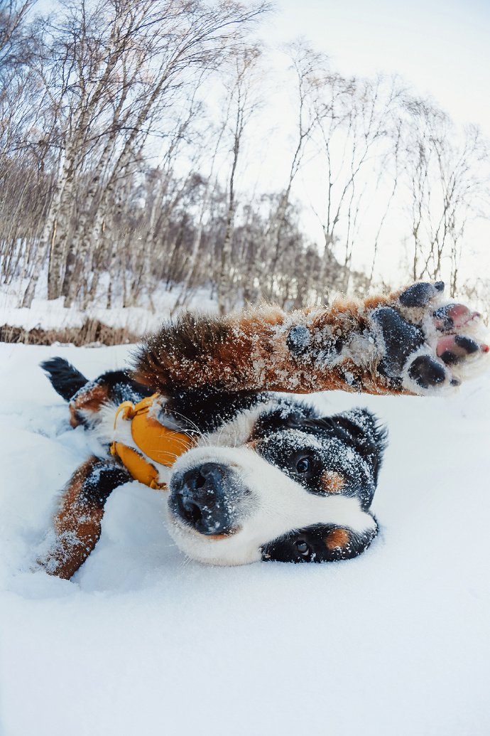 点击大图看下一张：雪地里玩的开心的狗狗图片