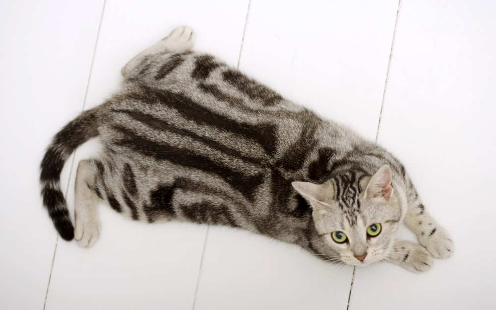 点击大图看下一张：胖胖可爱的猫猫图片