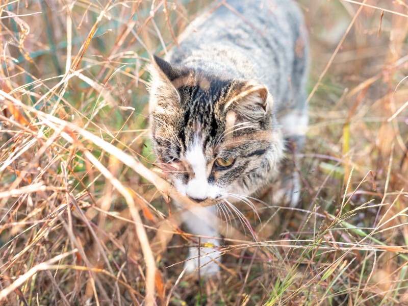 点击大图看下一张：草地上的灰猫图片
