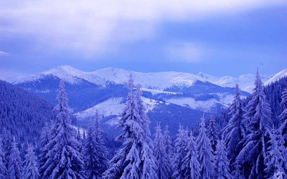 点击大图看下一张：云杉雪景壁纸图片