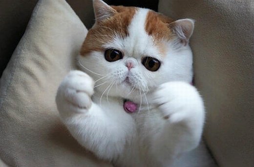 点击大图看下一张：萌萌哒的可爱小猫图片