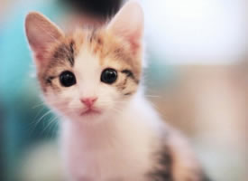 萌萌哒的可爱小猫图片