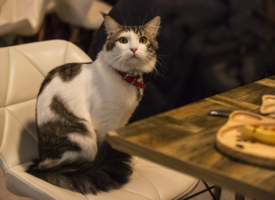咖啡厅神气的猫咪图片