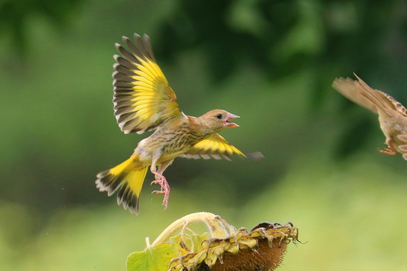 点击大图看下一张：小巧可爱的金翅雀图片
