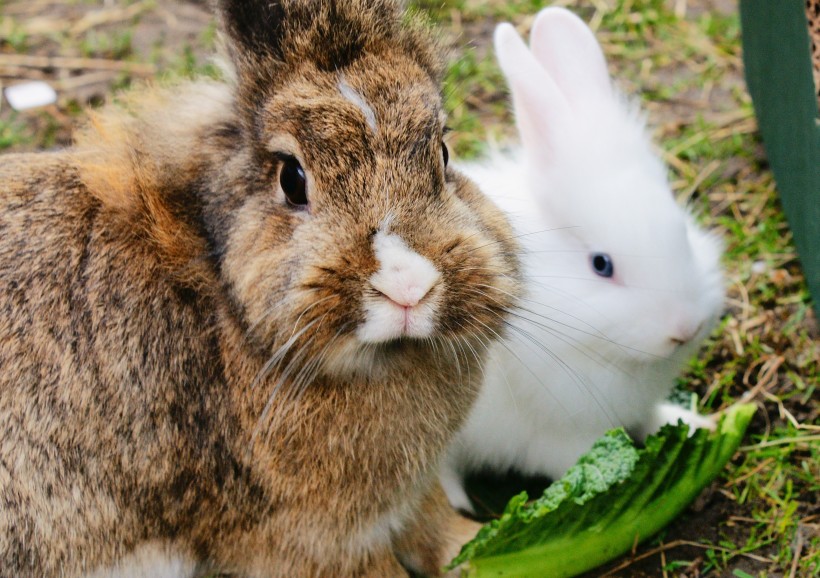 点击大图看下一张：呆萌可爱性感温顺的小兔子图片