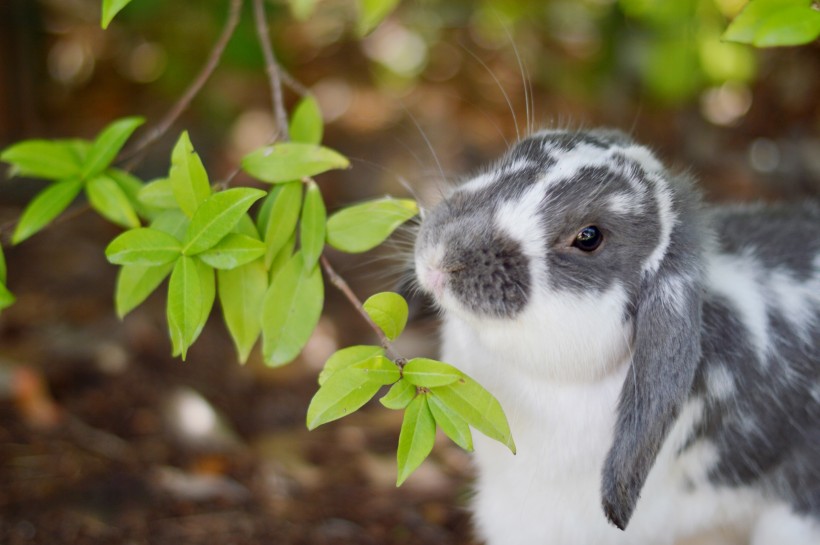 点击大图看下一张：呆萌可爱性感温顺的小兔子图片