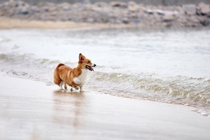 点击大图看下一张：海边玩耍的可爱柯基狗狗