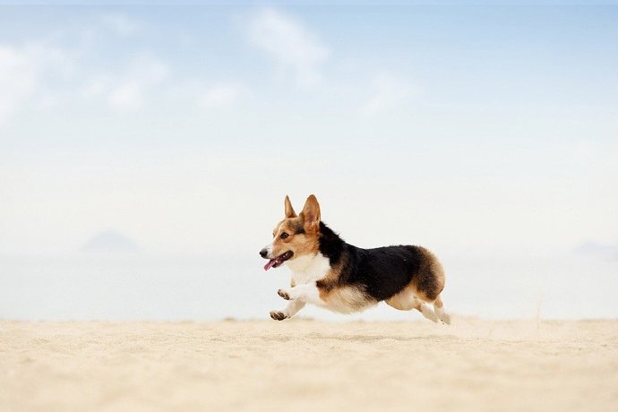 点击大图看下一张：海边玩耍的可爱柯基狗狗
