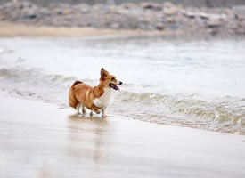 海边玩耍的可爱柯基狗狗