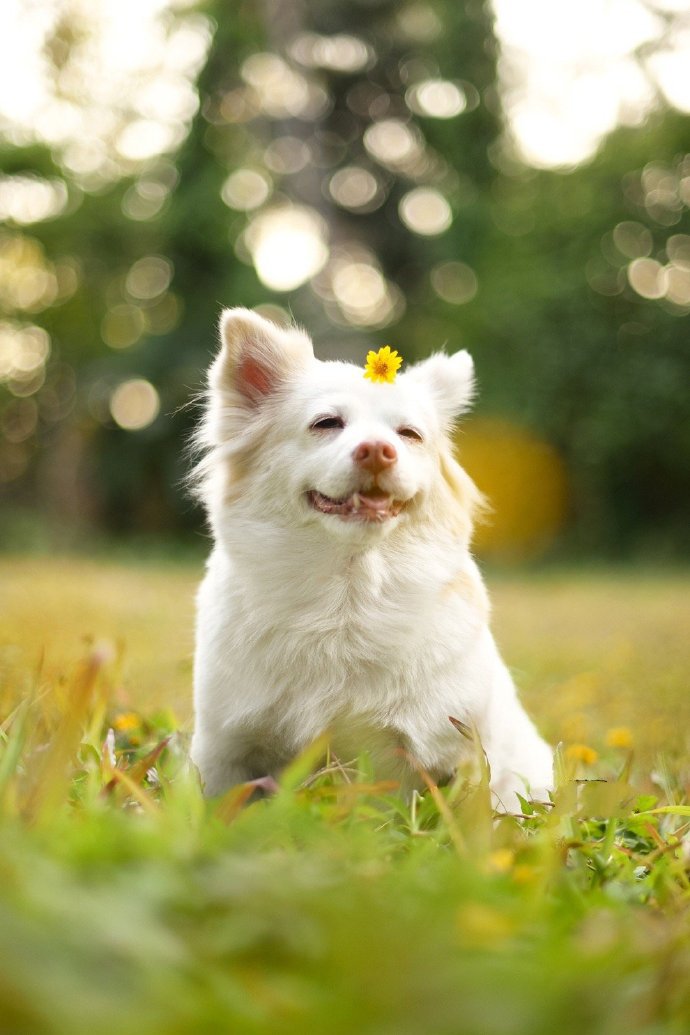 点击大图看下一张：一组笑起来很治愈的狗狗